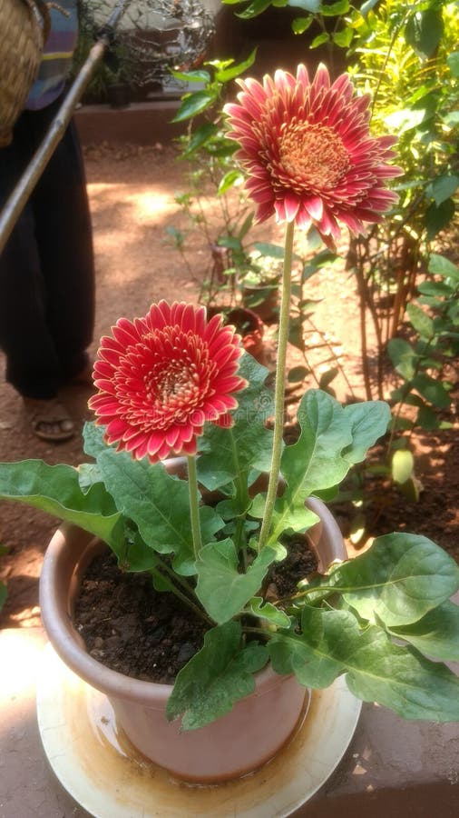 Girasol hermoso del jardín indio del pueblo fotografía de archivo libre de regalías Girasol hermoso del jardín indio del pueblo fotografía de archivo libre de regalías
