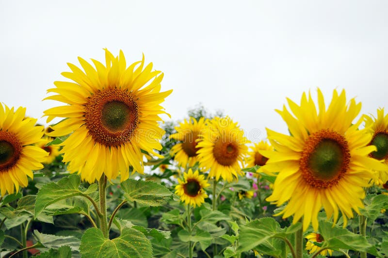 Girasol Real En Jardín Natural Foto de archivo - Imagen de mini, girasol:  120786028