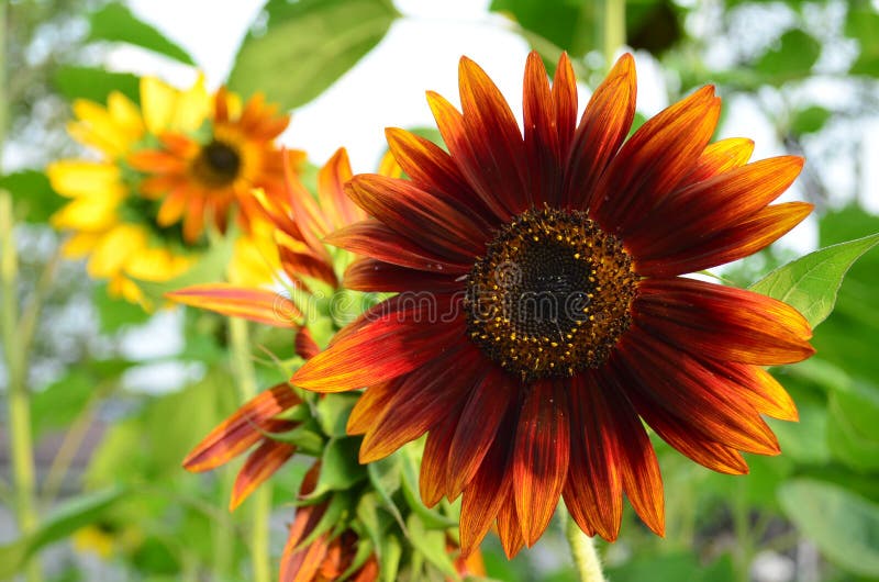 Girasol Rojo único En La Floración Foto de archivo - Imagen de heliotropo,  planta: 100725672