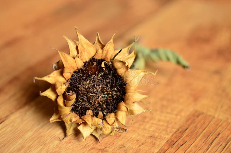 Girasol Secado En Fondo De Madera Foto de archivo - Imagen de seco, verano:  82955542