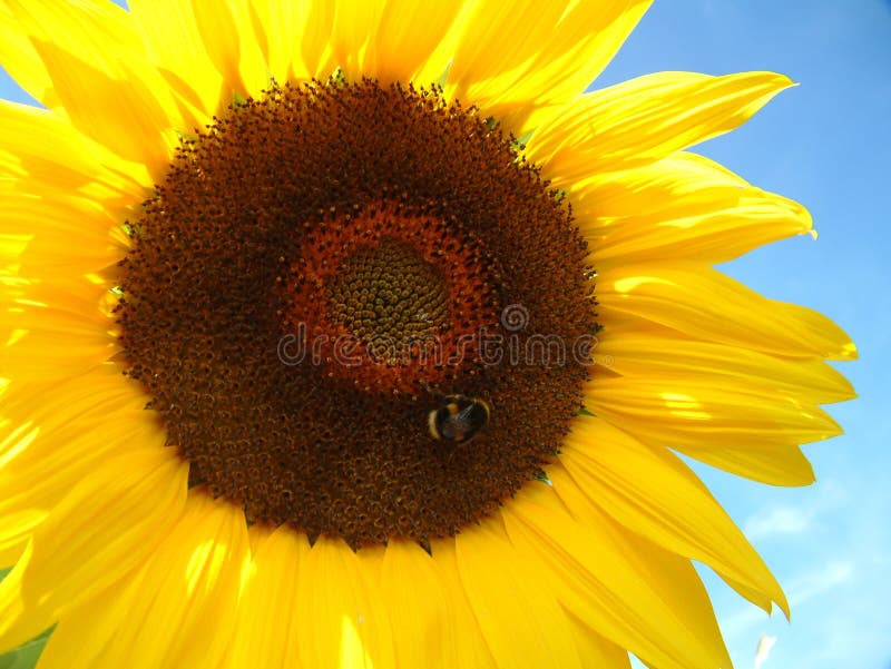 Girasol y abeja fotos de archivo
