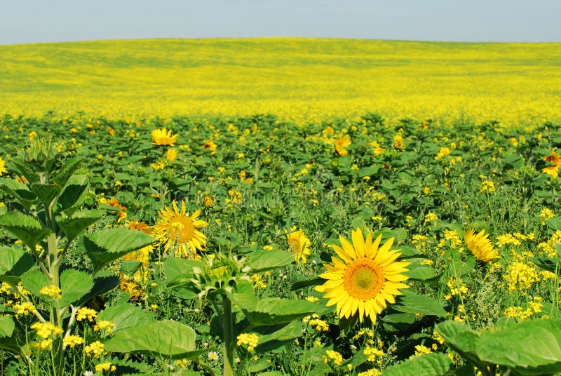 Girasol y campo del canola imagen de archivo Girasol y campo del canola imagen de archivo