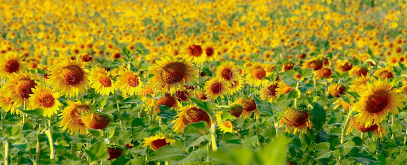 Girasol y luz del sol imágenes de archivo libres de regalías Girasol y luz del sol imágenes de archivo libres de regalías