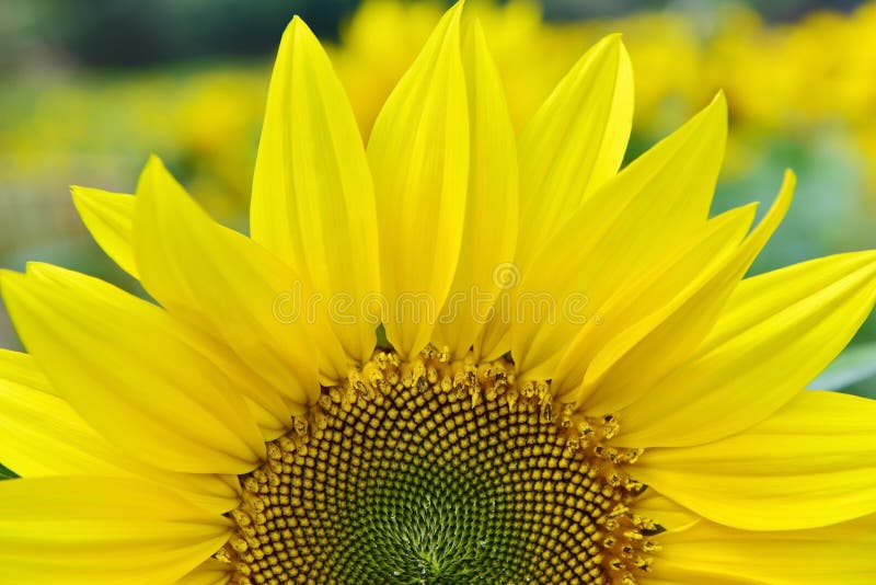 A close-up of a sunflower. A close-up of a sunflower