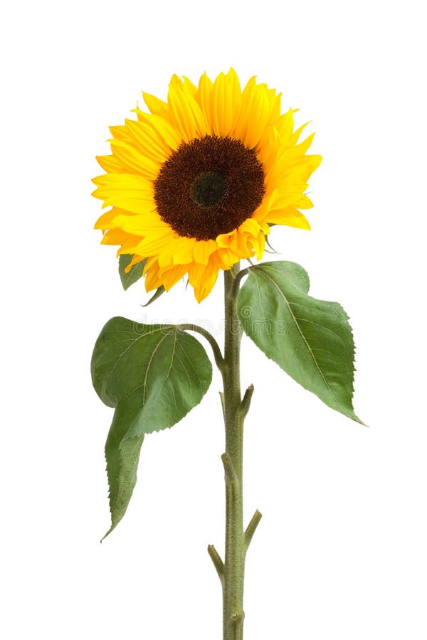 Sunflower isolated on white background. Sunflower isolated on white background