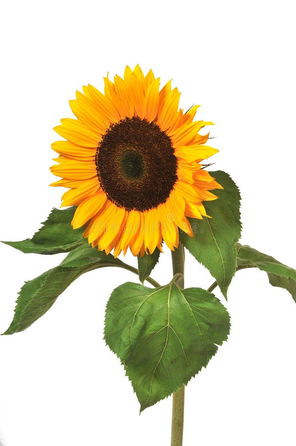 Sunflower isolated on white background. Sunflower isolated on white background