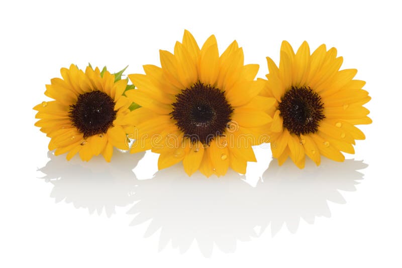 Flower of white background and sunflower. Flower of white background and sunflower