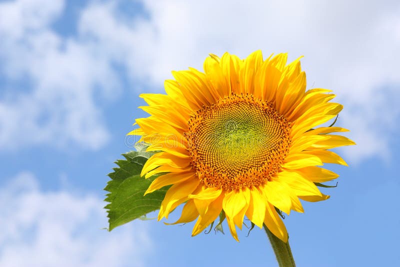 Yellow sunflower with green leaf on blue sky. Yellow sunflower with green leaf on blue sky