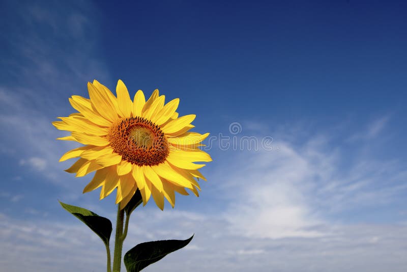 Single sunflower, facing the morning sun, blue sky in the background. Single sunflower, facing the morning sun, blue sky in the background