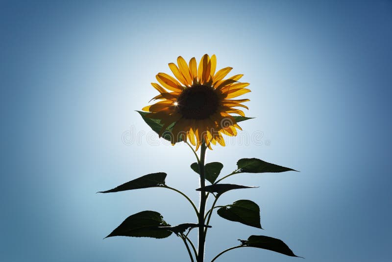 Girasole immagini stock libere da diritti Girasole immagini stock libere da diritti