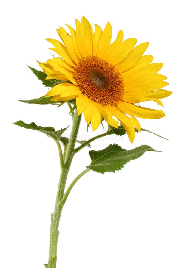 A blooming stage of sunflower. A blooming stage of sunflower