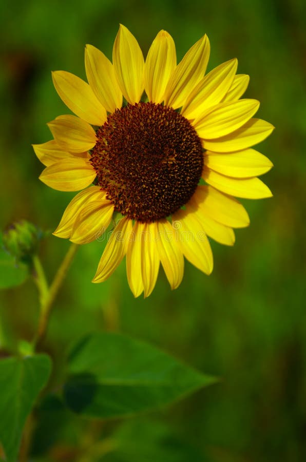 Girasole fotografia stock libera da diritti Girasole fotografia stock libera da diritti