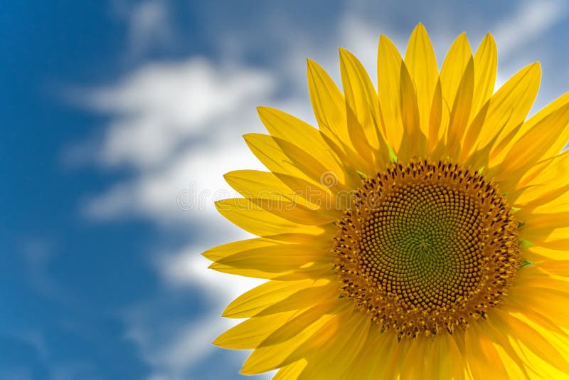 Sunflower against blue cloudy sky. Sunflower against blue cloudy sky