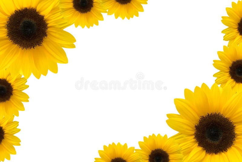 Sunflower isolated on a white background. Sunflower isolated on a white background