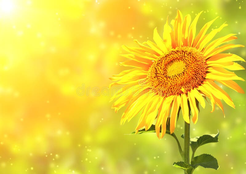 Bright yellow sunflower and sun. Bright yellow sunflower and sun