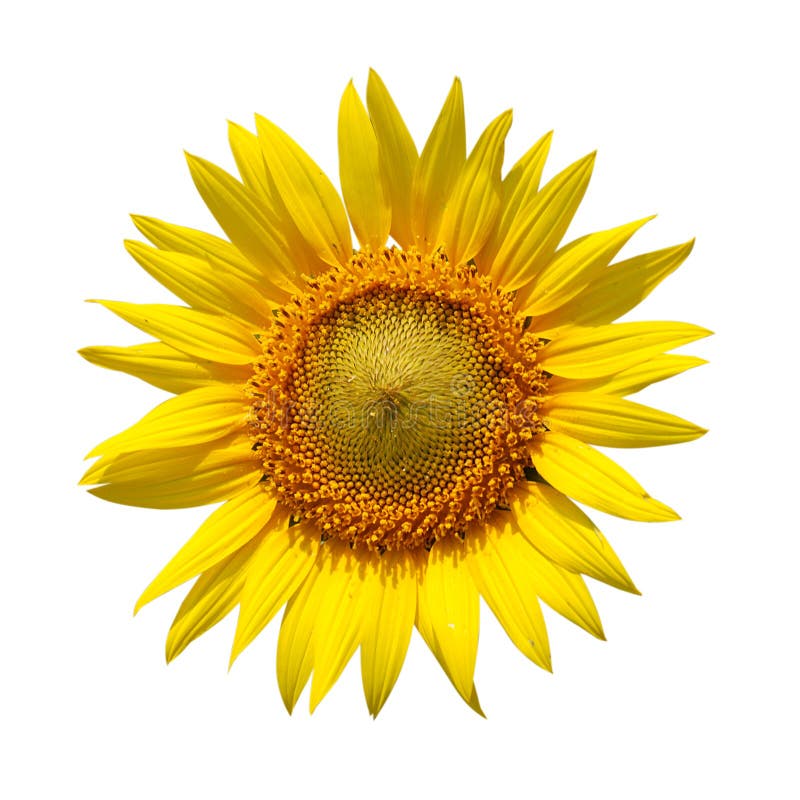 Girasole fotografia stock Girasole fotografia stock