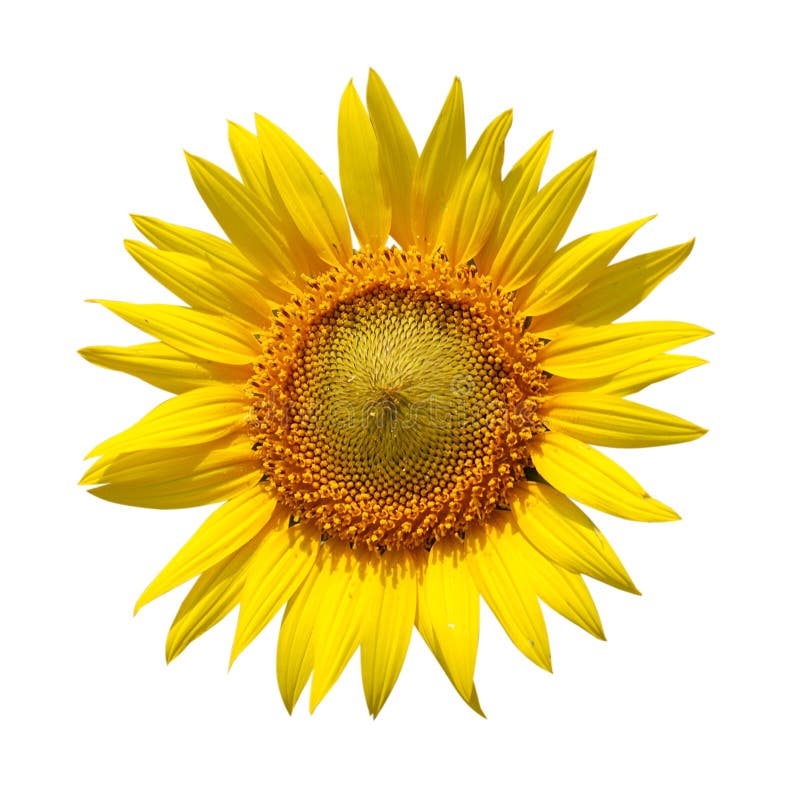 Sunflower with clipping path on isolated background. Sunflower with clipping path on isolated background