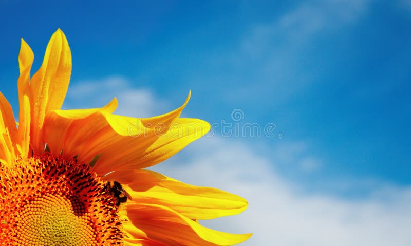 Sunflower closeup against blue sky background. Sunflower closeup against blue sky background