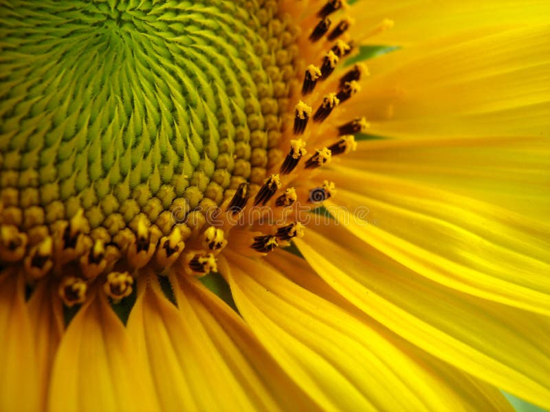 Close up of a sunflower. Close up of a sunflower