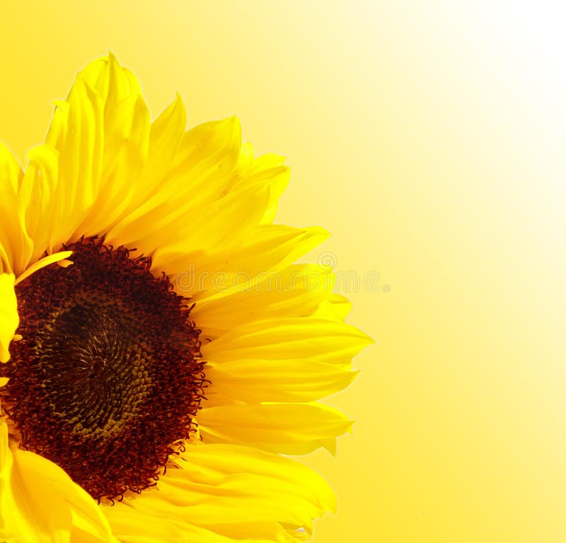 Girasole Girasole