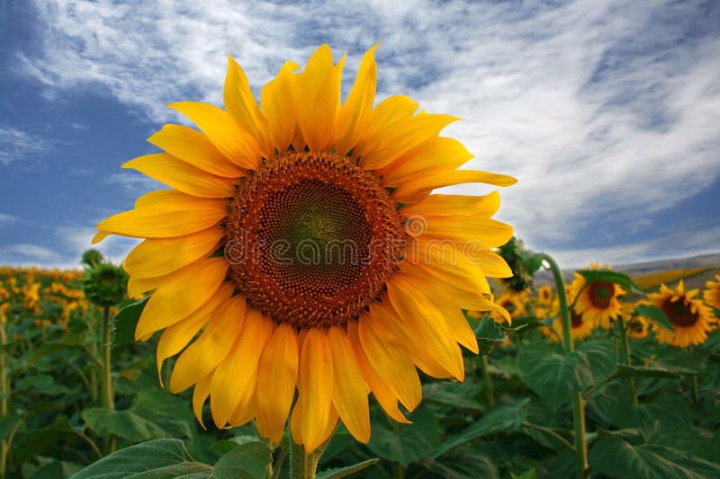 Girasole fotografie stock libere da diritti