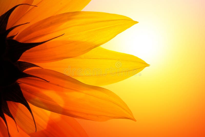 Yellow sunflower flower petals sunset sky. Yellow sunflower flower petals sunset sky