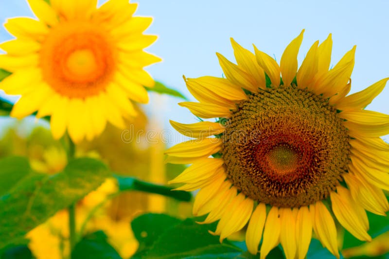 Girasole con il cielo luminoso di mattina, allegro immagini stock libere da diritti Girasole con il cielo luminoso di mattina, allegro immagini stock libere da diritti