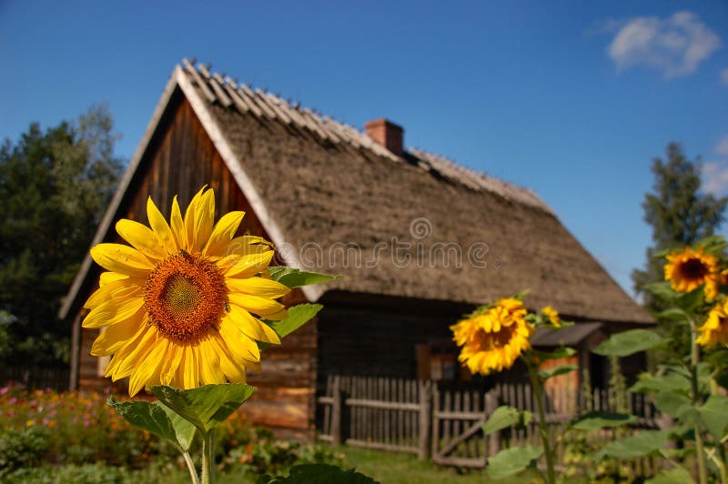 Sunflower in front of old cottage house hat. Sunflower in front of old cottage house hat