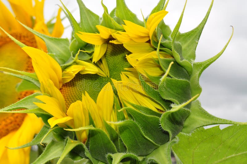 Girasole di fioritura nell'ambiente naturale, primo piano fotografia stock Girasole di fioritura nell'ambiente naturale, primo piano fotografia stock