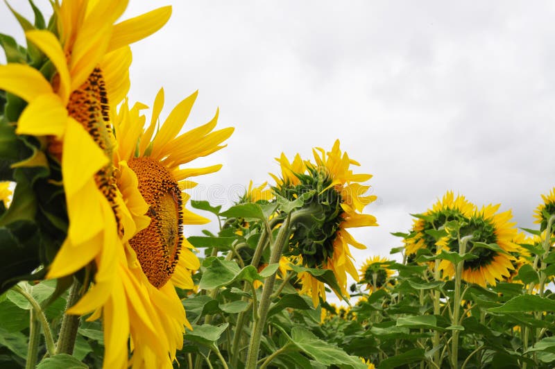 Girasole di fioritura nell'ambiente naturale, primo piano immagini stock libere da diritti Girasole di fioritura nell'ambiente naturale, primo piano immagini stock libere da diritti
