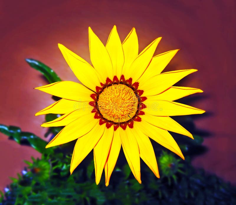 Girasole - helios - fiore giallo immagine stock Girasole - helios - fiore giallo immagine stock