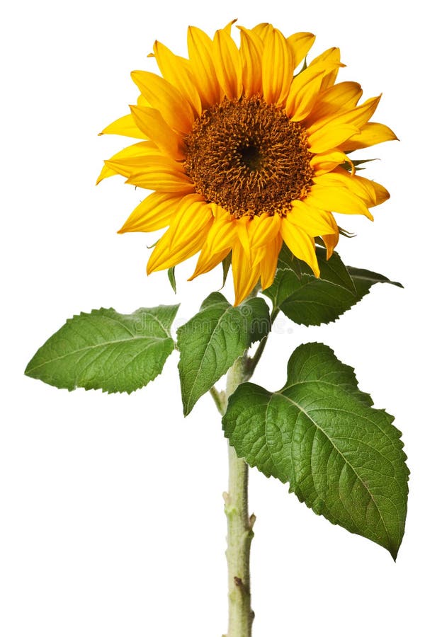 Sunflower isolated on a pure white background. Sunflower isolated on a pure white background