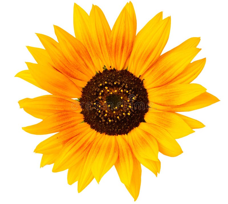 Girasole isolato fotografie stock libere da diritti Girasole isolato fotografie stock libere da diritti