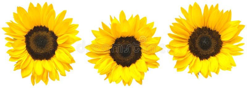 Three separate sunflower blooms isolated on white background. Focus at center of flower and petals. Three separate sunflower blooms isolated on white background. Focus at center of flower and petals.
