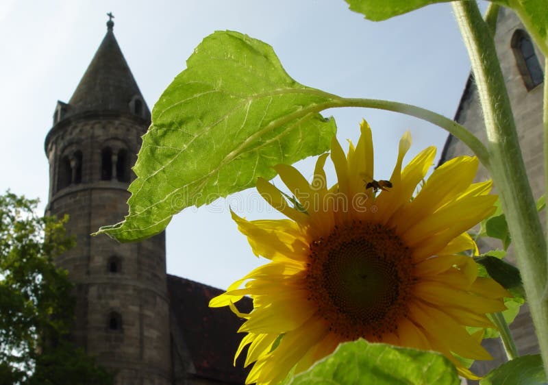 girasole in monastero fotografie stock girasole in monastero fotografie stock