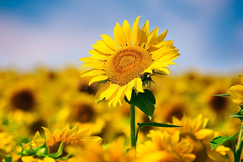 Sunflower in full bloom in field of sunflowers on a sunny day. Sunflower in full bloom in field of sunflowers on a sunny day