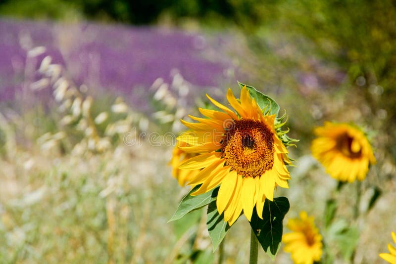 Girasole su un giacimento della lavanda immagine stock Girasole su un giacimento della lavanda immagine stock
