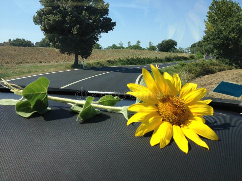 Girasole, sulla strada fotografia stock libera da diritti Girasole, sulla strada fotografia stock libera da diritti