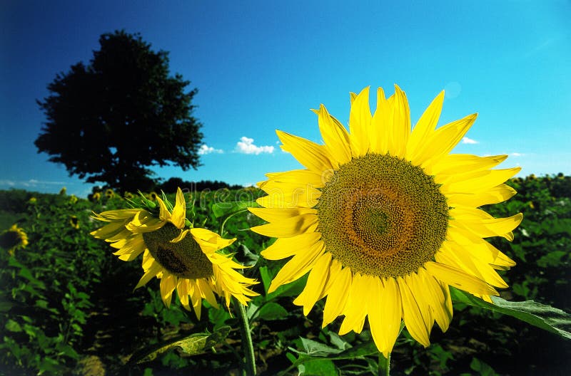 Girasoles Girasoles