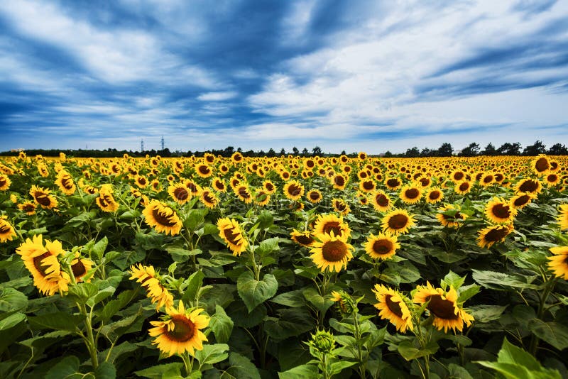 Girasoles imagen de archivo libre de regalías Girasoles imagen de archivo libre de regalías