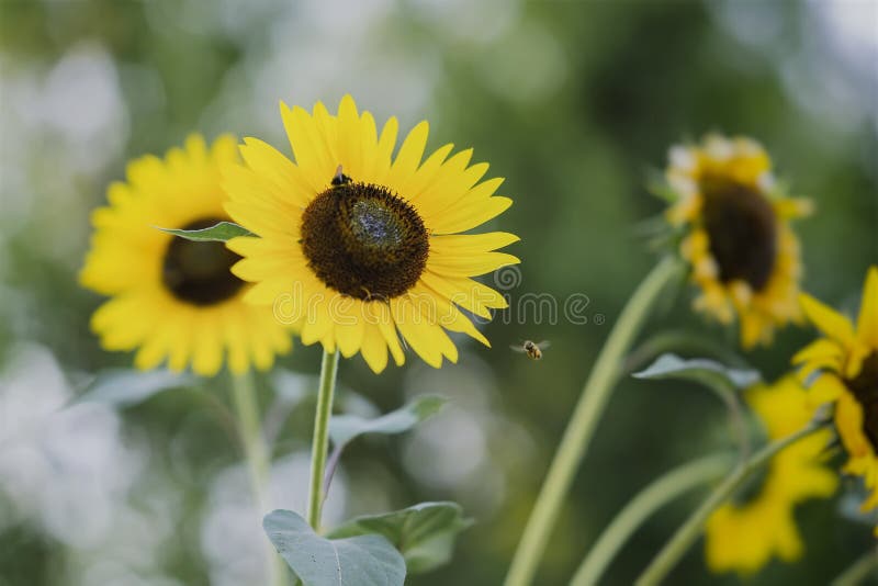 Girasoles amarillos de oro decorativos en el campo con las abejas, primer imagen de archivo Girasoles amarillos de oro decorativos en el campo con las abejas, primer imagen de archivo