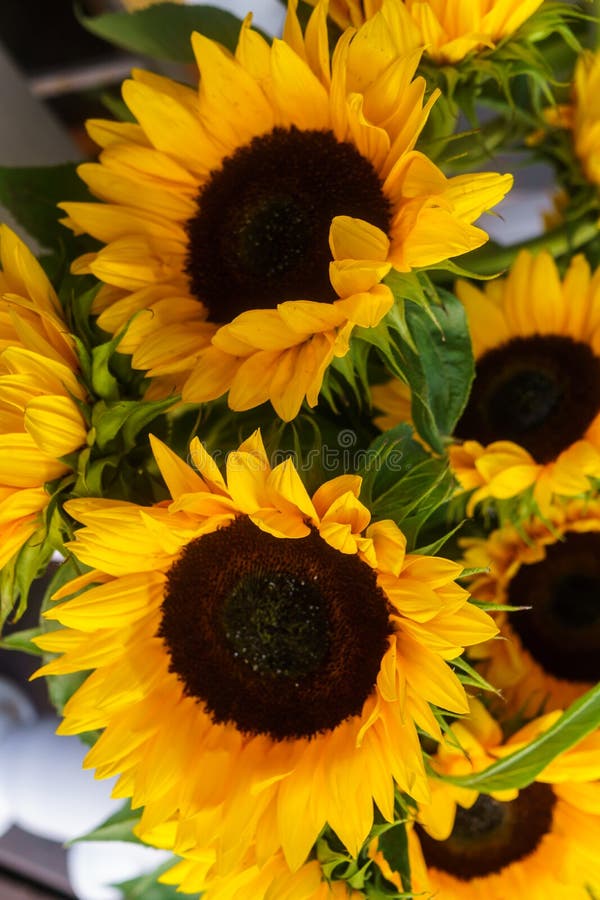 Girasoles decorativos hermosos usados para hacer ramos imagen de archivo libre de regalías Girasoles decorativos hermosos usados para hacer ramos imagen de archivo libre de regalías