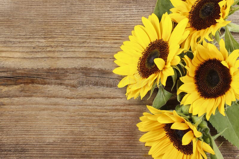 Girasoles En Fondo De Madera Imagen de archivo - Imagen de retro