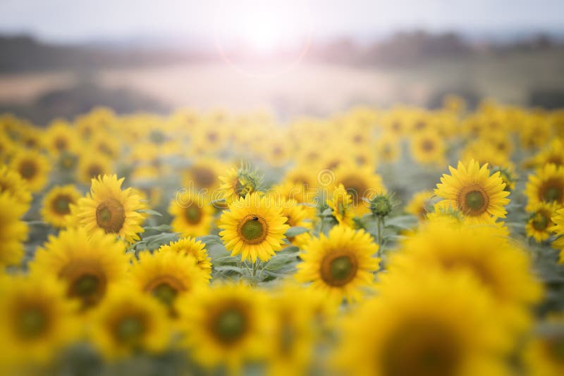 Girasoles en la luz de la mañana imágenes de archivo libres de regalías Girasoles en la luz de la mañana imágenes de archivo libres de regalías