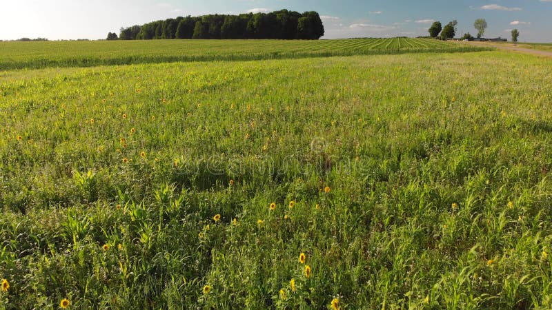 Girasoles en un prado vuelo de drones bajos. paisaje de verano.