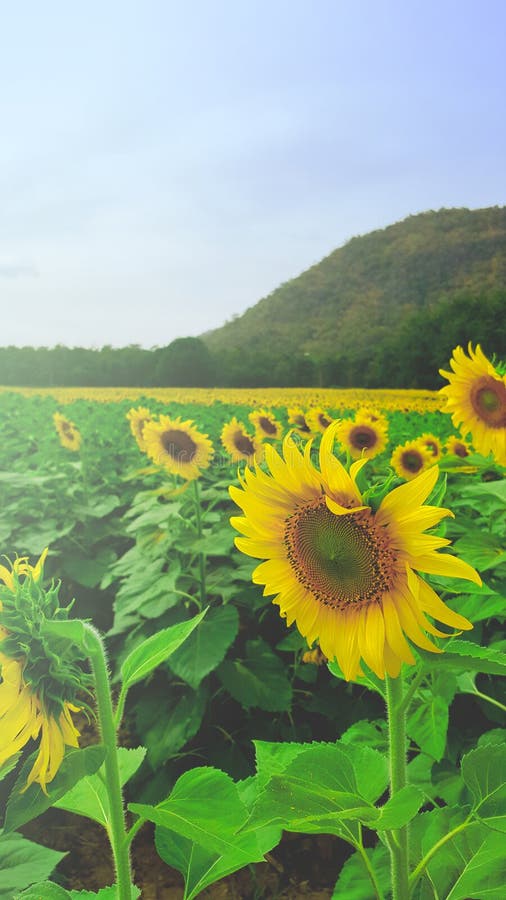 Girasoles florecientes del campo imagen de archivo libre de regalías Girasoles florecientes del campo imagen de archivo libre de regalías