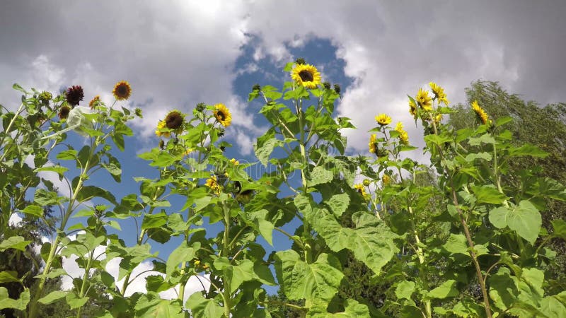 Girasoli dell'estremità di estate in giardino e vento Timelapse 4K