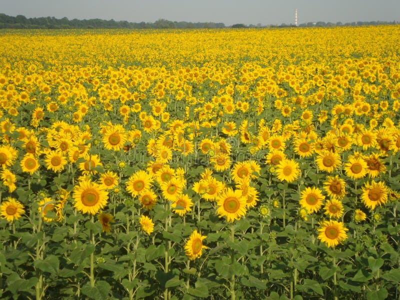 Girasoli di fioritura Un tempo meraviglioso dell'anno immagine stock libera da diritti Girasoli di fioritura Un tempo meraviglioso dell'anno immagine stock libera da diritti