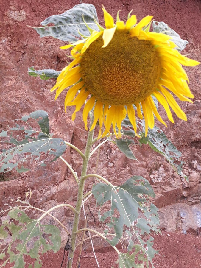 Girassol gigante foto de stock. Imagem de flor, gigante - 140616740