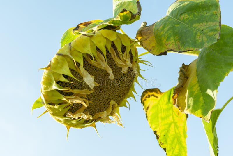 Girassol maduro com pétalas caídas, close-up fotografia de stock royalty free